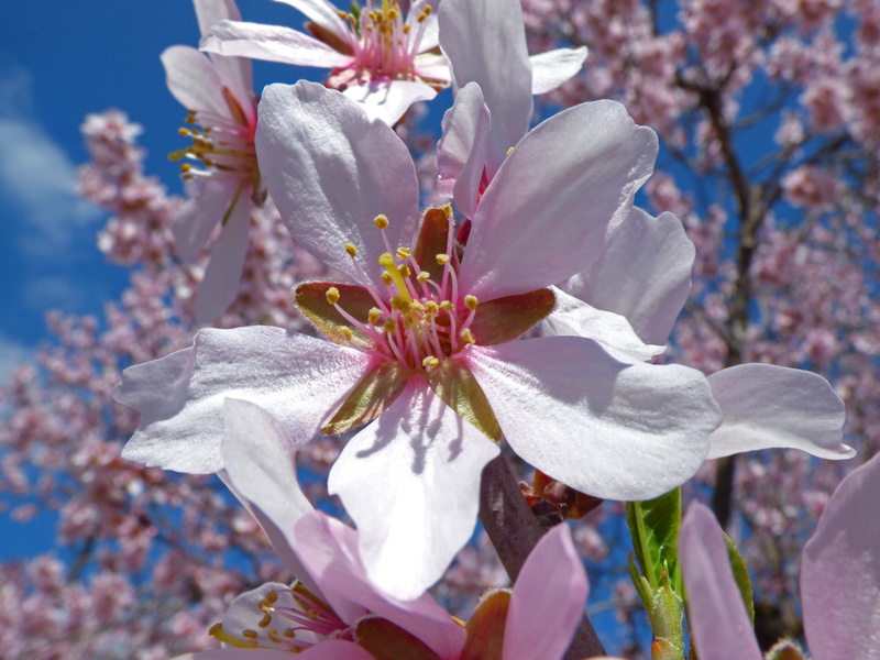 purple, florir, close-up, white color, almond flower, almond tree, plant, cherry tree, growth, outdoors, freshness, cherry blossom, blossom, flower, flowering plant
