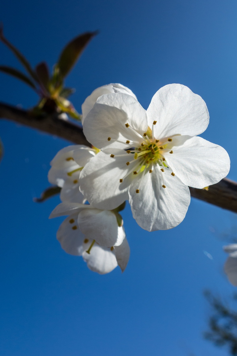 natural, close-up, flower head, beauty in nature, blue, low angle view, 2K, white color, springtime, macro, tree, sky, cherry, garden, flower, nature