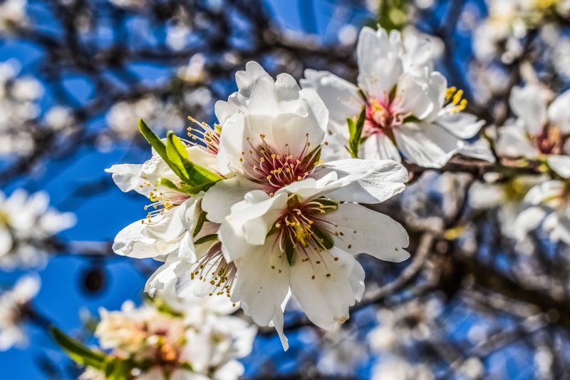 vulnerability, cherry tree, fragility, petal, botany, sunny, 5K, blooming, cherry blossom, pollen, beauty in nature, freshness, focus on foreground, inflorescence