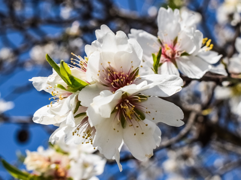 flowering plant, close-up, pollen, outdoors, spring, no people, bloom, beauty in nature, cherry blossom, plant, vulnerability, almond tree, flower Head