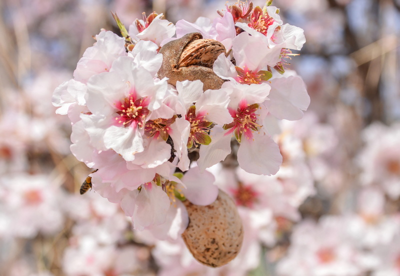 blossom, vulnerability, pollen, growth, springtime, branch, blooming, freshness, 5K, season, tree, close-up, bunch of flowers, pink color, almond, floral