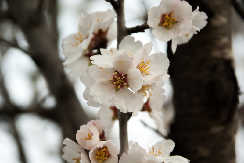petaled, springtime, cherry tree, flowers, outdoors, petal, fruit tree, branch, 4K, spring, flower head, day, white, white color, nature, fragility, flower