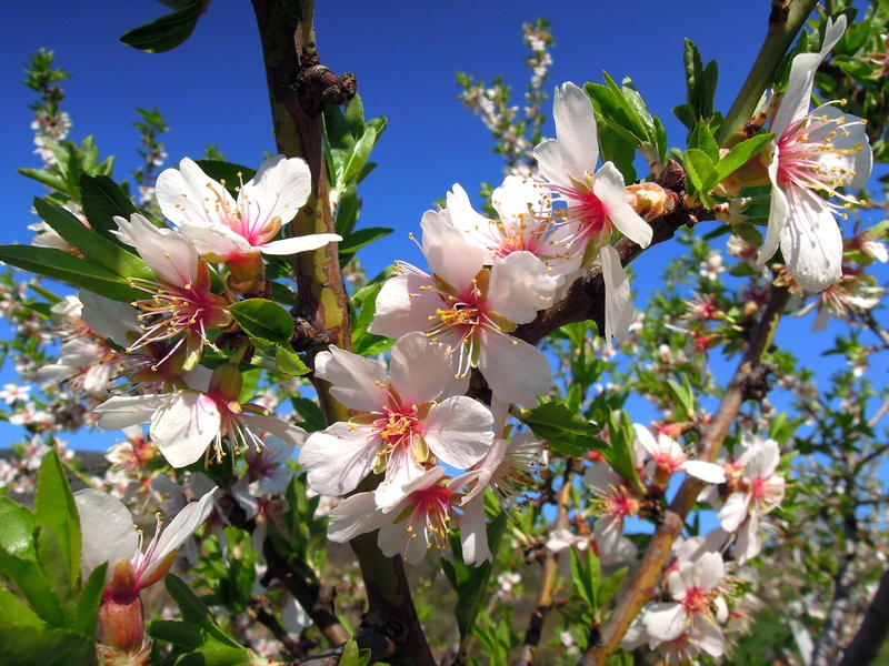growth, 4K, day, spring, white color, nature, romantic, flower, spring bloom, cherry blossom, beauty in nature, freshness, almond flower, outdoors, springtime