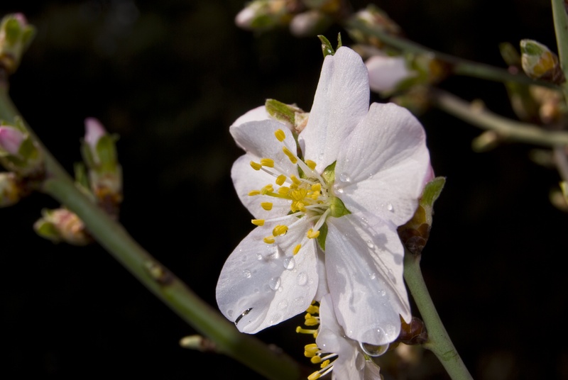 flowering, close-up, beauty in nature, springtime, flowering plant, botany, fragility, focus on foreground, dew, almond tree, pollen, flower, blossom, outdoors