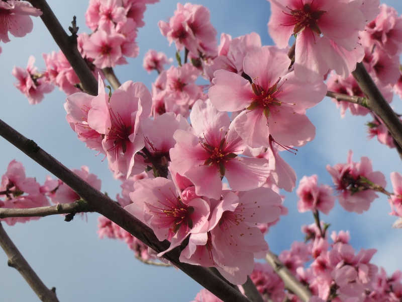 close-up, flowering plant, pink color, nature, 2K, branch, inflorescence, cherry tree, cherry blossom, petal, beauty in nature, outdoors, tree, springtime