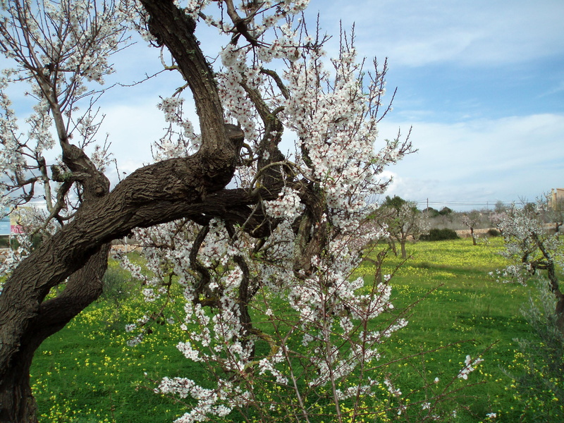 nature, sky, land, spring, springtime, day, plant, trunk, outdoors, scenics - nature, branch, beauty in nature, grass, cloud - sky, tree trunk, flower