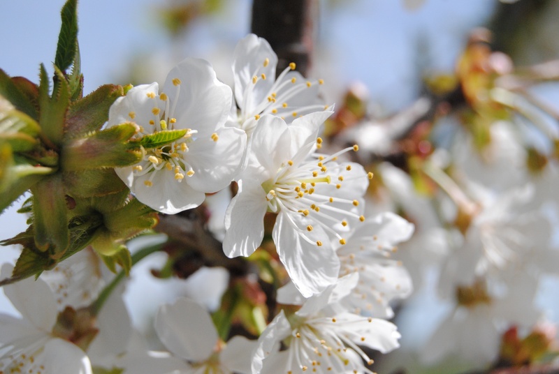 no people, flower, cherry tree, bunch of flowers, day, 4K, white, petal, plant, springtime, blossom, branch, flowering plant, freshness, fragility, almond tree