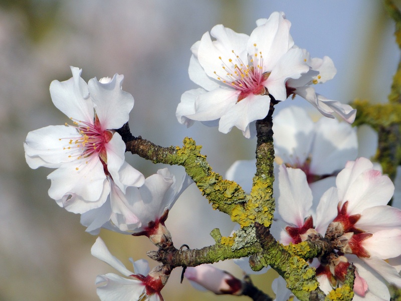 frühlingsanfang, growth, plum blossom, nature, almond tree, stamen, white, almond blossom, focus on foreground, flower head, no people, vulnerability, bloom