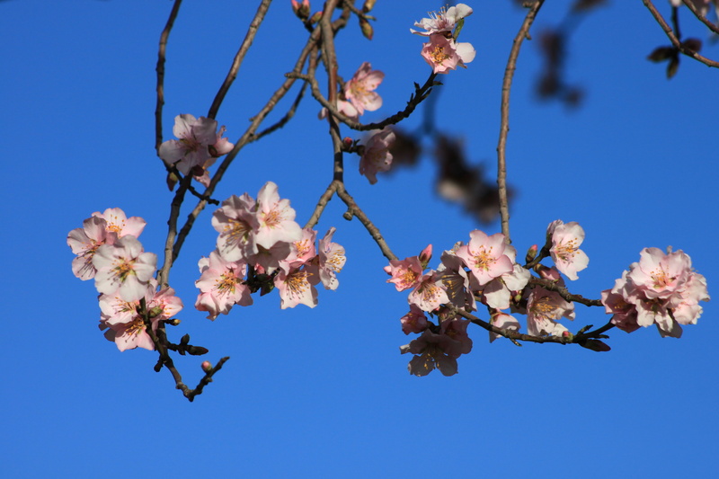 growth, flower head, pollen, tree, almond, vulnerability, flowering plant, fragility, cherry tree, freshness, nature, springtime, blossom, flower, outdoors