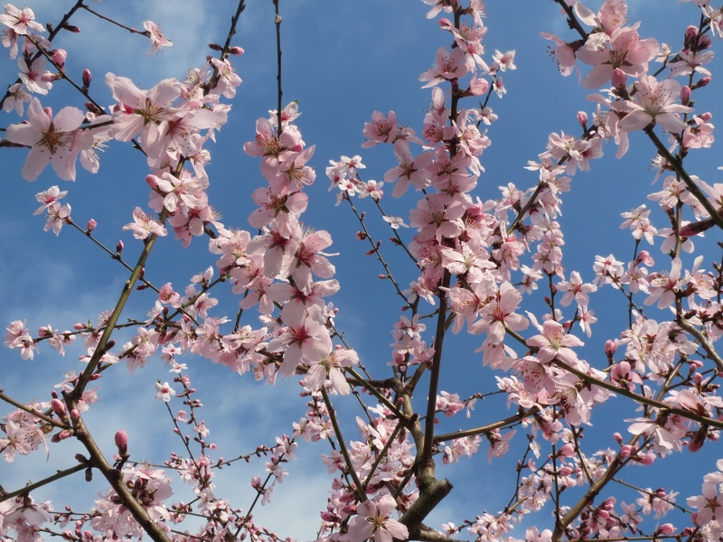 plant, sky, low angle view, no people, cherry blossom, flora, tree, freshness, cherry tree, day, almond, growth, prunus dulcis, petal, blossom, botany