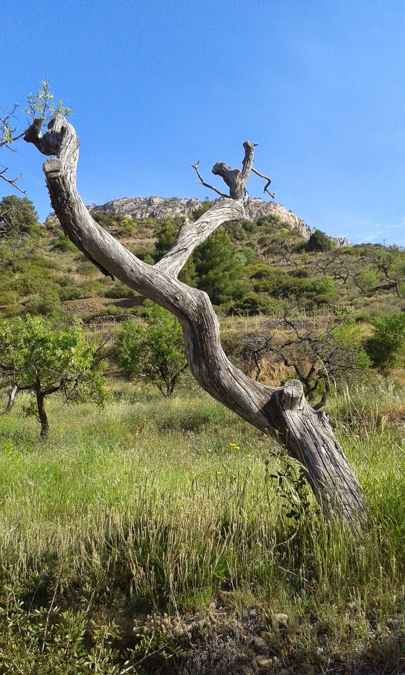 grass, driftwood, tree, branch, dead plant, tranquil scene, clear sky, sky, day, plant, growth, bark, landscape, almond tree, field, trunk, nature, environment