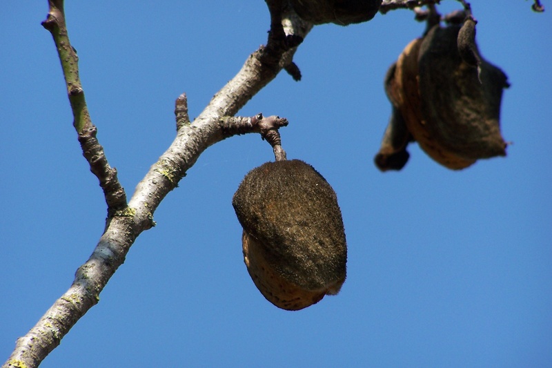 fruit, beauty in nature, freshness, branch, no people, growth, healthy eating, outdoors, food and drink, food, tree, 2K, plant, low angle view, almond