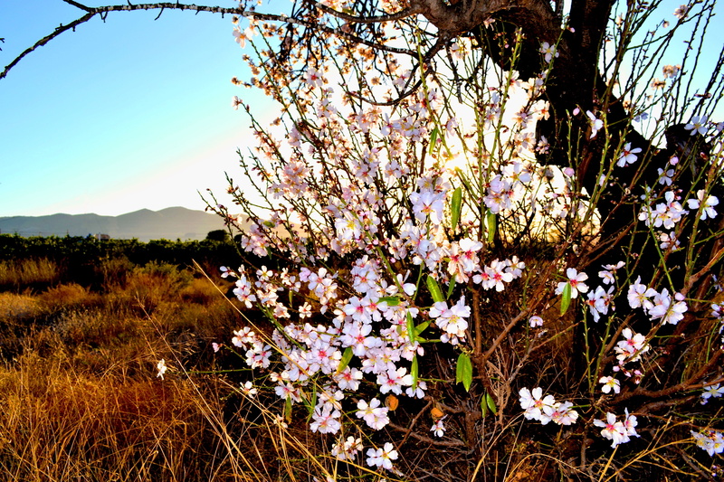 bush, sky, flowering plant, flora, blossom, fragility, flower head, outdoor, outdoors, pink color, land, flower, weather, cherry tree, cherry blossom, nature