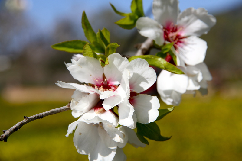 field, flowering plant, cherry blossom, nature, petal, blossom, close-up, pollen, growth, no people, almond tree, inflorescence, tree, beauty in nature