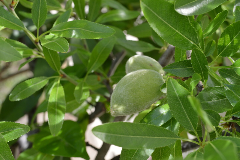 flowers, fruit, ripe, plant, tree, fruit tree, healthy eating, green color, day, plant part, almond tree, food, food and drink, growth, beauty in nature