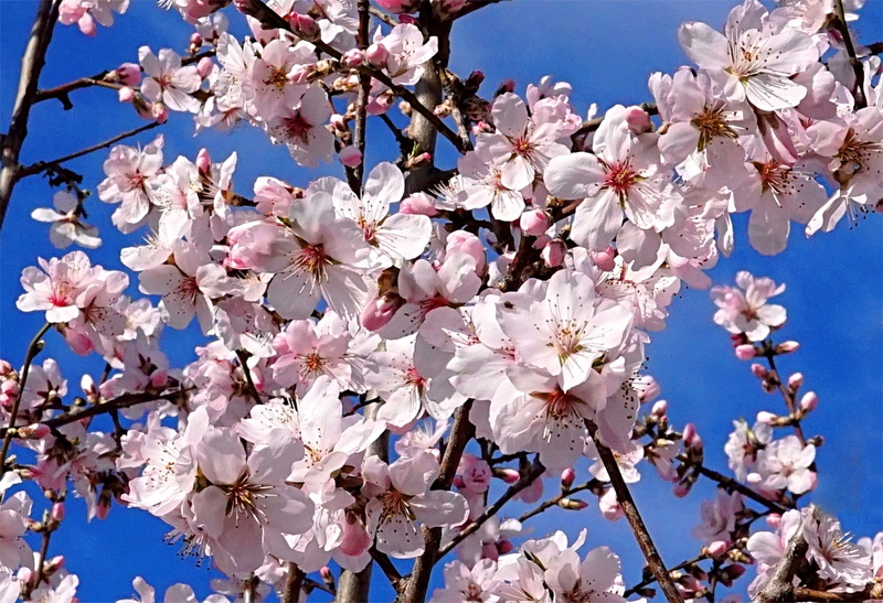 beauty in nature, nature, petal, bloom, flowering plant, springtime, pink color, pink, white color, freshness, cherry tree, spring, fragility, pollen, plant