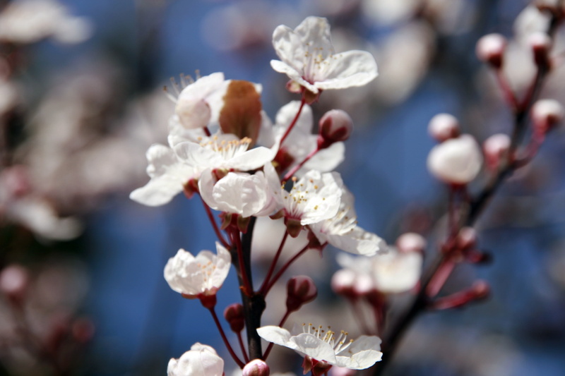 beauty in nature, growth, almond tree, seasonal, springtime, spring, pollen, blossoming, 4K, japanese, close-up, nature, focus on foreground, light, petal