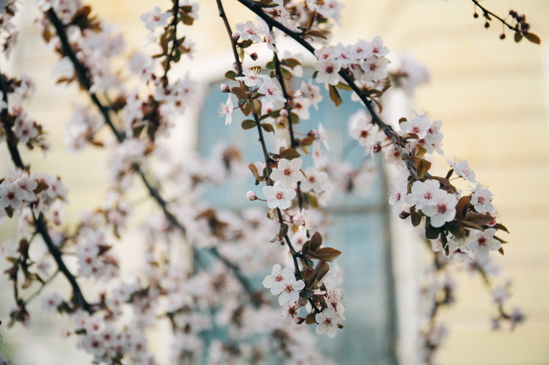 focus on foreground, blossom, freshness, cherry blossom, branches, garden, tree, branch, outdoors, blossoms, day, fragility, almond tree, cherry tree, close-up