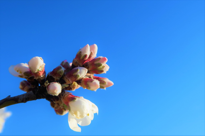 flowering plant, 4K, sky, low angle view, pink, white, nature, blue, fragility, outdoors, vulnerability, close-up, flower arrangement, beauty in nature