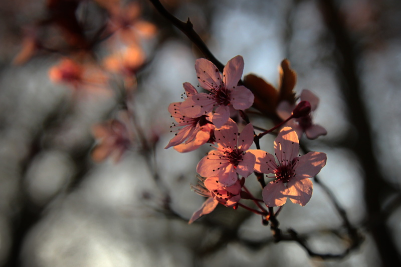 backlighting, close-up, pink, flower head, garden, springtime, beauty in nature, selective focus, tranquility, steinobstgewaechs, blossom, branch, flowering twig