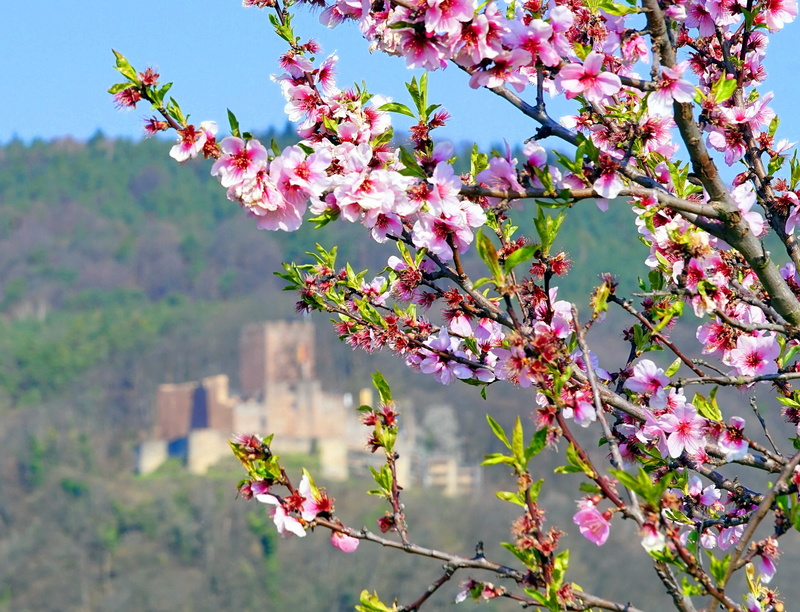 flower, springtime, 4K, outdoors, freshness, focus on foreground, tree, plant, vulnerability, cherry blossom, bloom, fragility, nature, beauty in nature