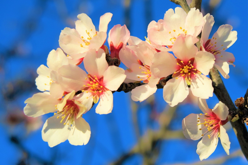 cherry blossom, close-up, plant, almond, no people, beautiful, pink, day, flower, pollen, nature, vulnerability, flower head, fragility, outdoors, cherry tree