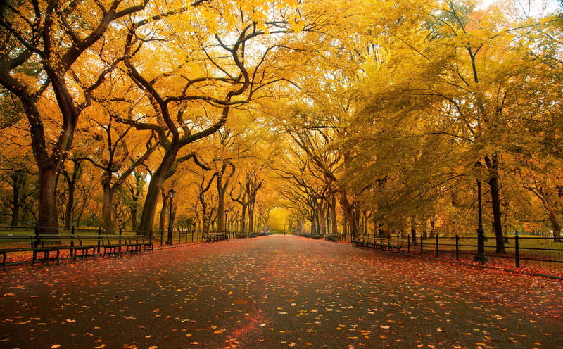 footpath, plant part, tranquil scene, Sidewalk, Yellow trees, nature, lot, orange color, Wide, direction, no people, Seasons, Autumn, the way forward, tree