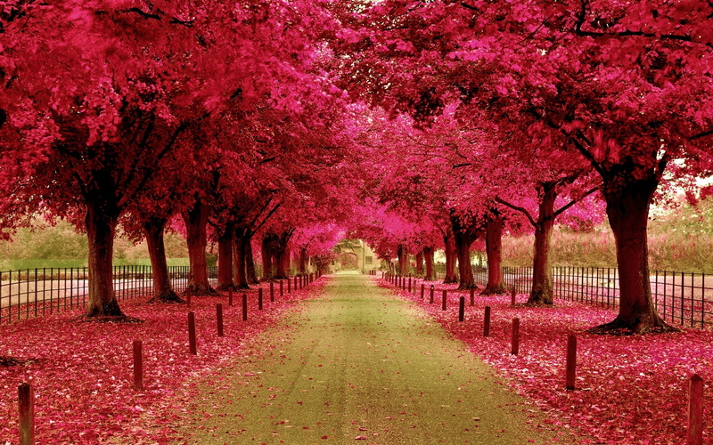 tree canopy, pink color, tranquil scene, diminishing perspective, change, cherry, nature, autumn, alley, 1080P, springtime, tree trunk, growth, tree, columns