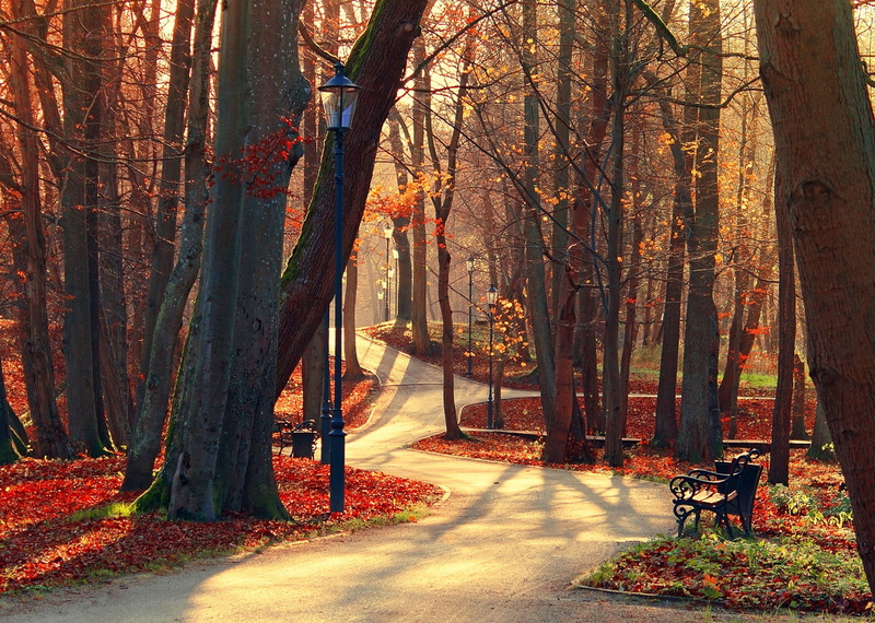 park, walk, HDR, alley, forest, 1080P, view, leaves, Bench, Nature, trees, fall, Autumn
