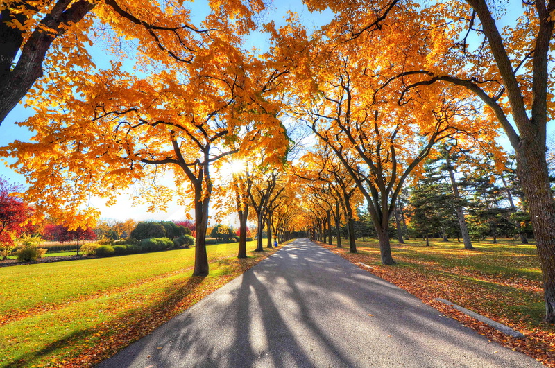 beauty In Nature, bright, travel, non-Urban Scene, season, rural Scene, lush Foliage, day, woodland, october, treelined, tranquil Scene, sunny, no People
