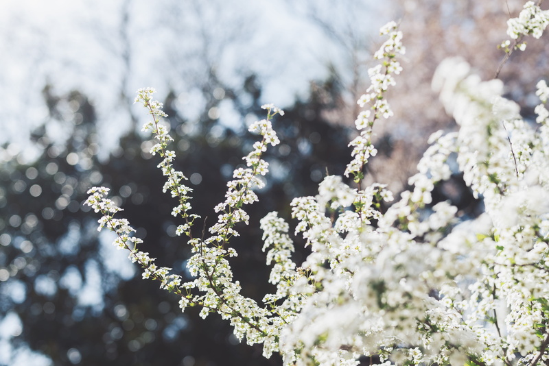 selective focus, fir tree, shinjuku-ku, flowering plant, springtime, beauty in nature, focus on foreground, white color, flower, growth, spring, green