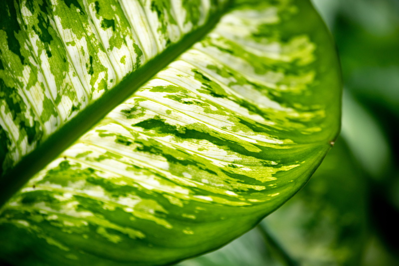 outdoors, white, fern, texture, selective focus, freshness, 5K, dumbcane, focus on foreground, garden, shinjuku gyoen, close-up, flora, plant part, japan
