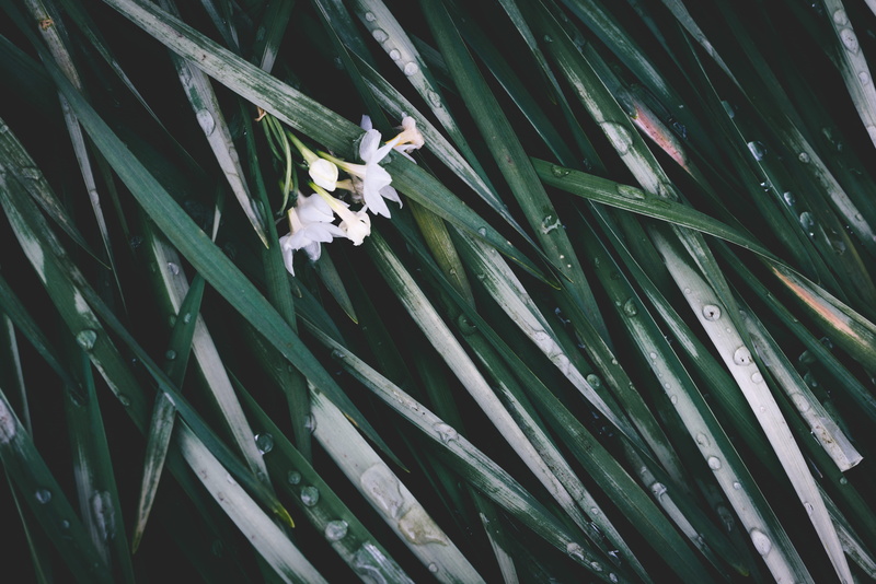 full frame, zen, animal, growth, animals in the wild, rain, green, plant, backgrounds, outdoors, flower, narcissus, leaf, plant part, animal wildlife, day