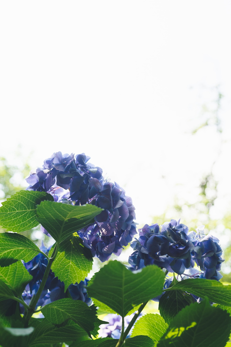 springtime, hydrangea, sky, sunlight, flower head, day, petal, clean, close-up, nature, flower, blue, plant part, japan, fragility, growth, beauty in nature