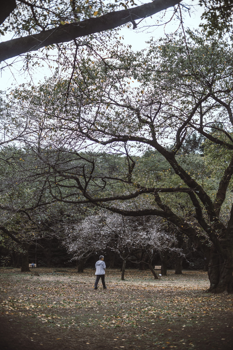 lifestyles, tree, branch, leisure activity, beauty in nature, field, shinjuku gyoen national garden, nature, trees, 5K, cherry blossom, rear view, plant