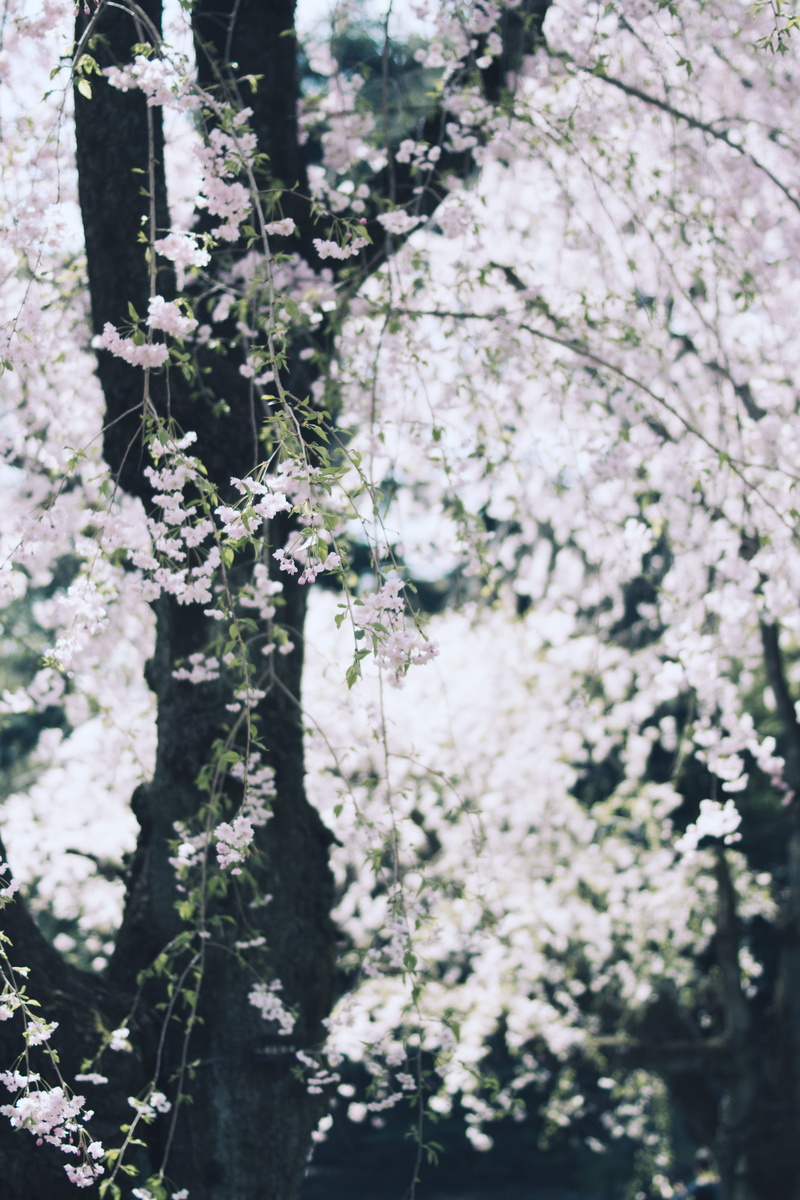 branch, tree, shinjuku gyoen national garden, selective focus, blossom, freshness, no people, spring, flower, white, beauty in nature, fragility, white color