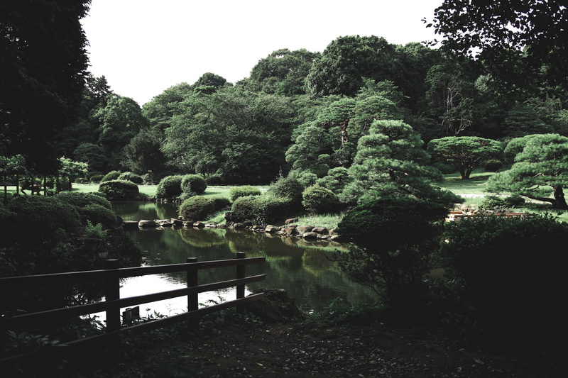 hedge, tree, sky, foliage, shinjuku-ku, lush foliage, nature, forest, beauty in nature, water, lake, formal garden, trees, shinjuku gyoen national garden