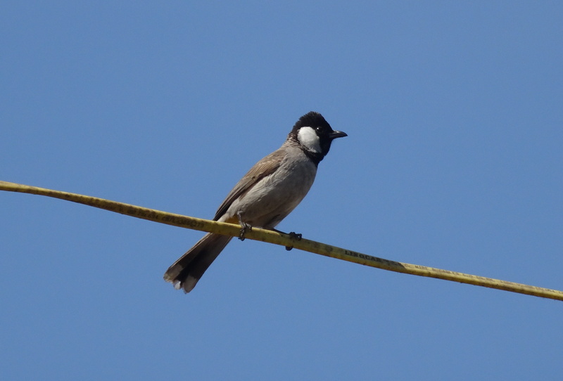 bulbul, outdoors, bird, power supply, animal themes, nature, day, ornithology, white-eared bulbul, animals in the wild, one animal, vertebrate, perching