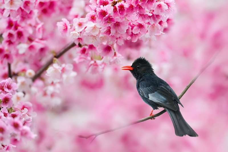 Bulbul, Passerine, Bird, Sakura, 1080P, Birds, Pink Flower, Black Bulbul, Animal, Branch
