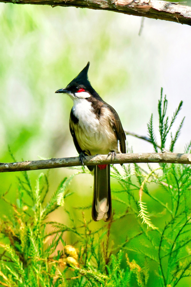 tree, park, beak, close-up, leaf, no people, 5K, outdoor, plant part, environment, animal themes, perching, wildlife, branch, vertebrate, one animal, feather