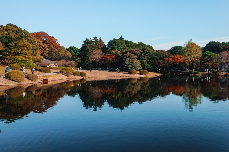 clear sky, tree, nature, shinjuku gyoen national garden, autumn, waterfront, tokyo, water, trees, shinjuku-ku, zen, japan, built structure, mirror, reflection