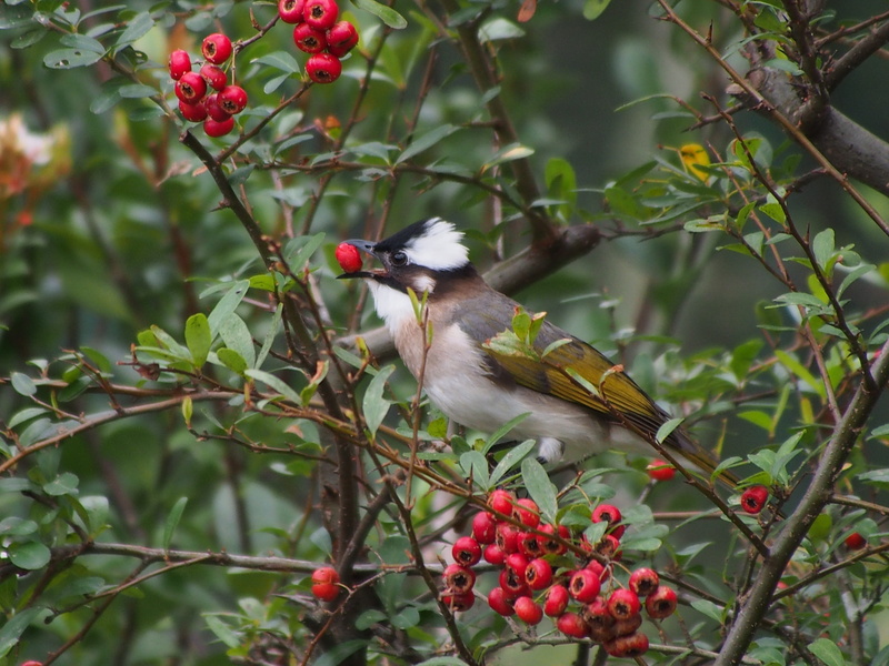 branch, growth, nature, chinese bulbul, perching, red, animal, focus on foreground, outdoors, healthy eating, one animal, animal themes, fruit, day, bird