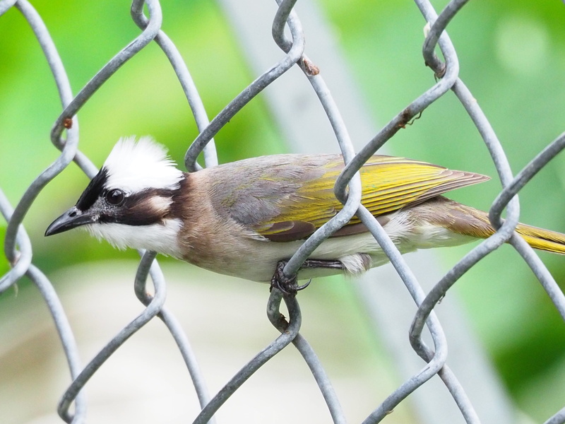 protection, no people, iron mesh, animal wildlife, chinese bulbul, barrier, boundary, 4K, vertebrate, animals in the wild, safety, chainlink fence, one animal