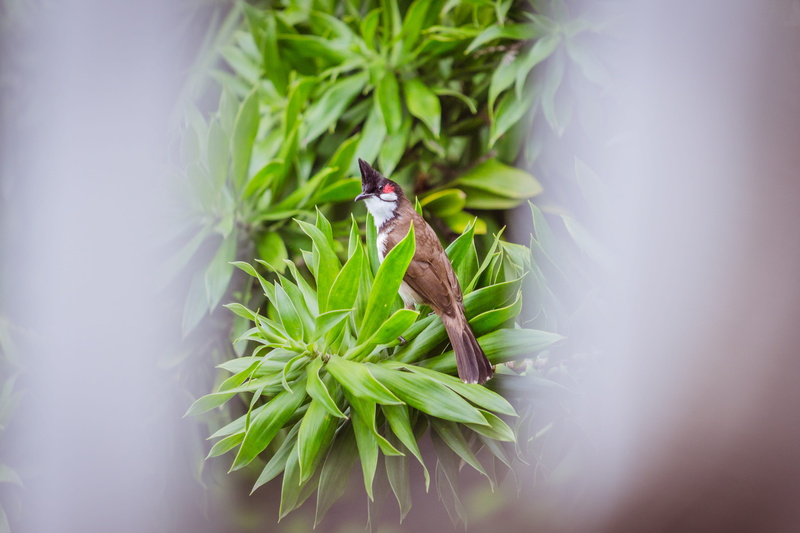 red-whiskered bulbul, bird, insect, 4K, animals in the wild, invertebrate, zoology, selective focus, mauritius, nature, life, green, beauty in nature