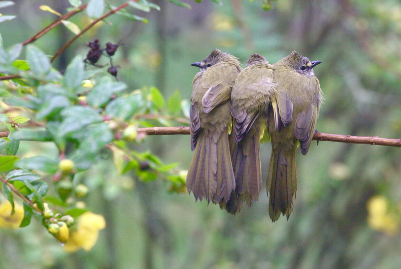 tree, perching, beauty in nature, 1080P, focus on foreground, vertebrate, plant, animals in the wild, feather, bulbul, full length, triple, outdoors, travel