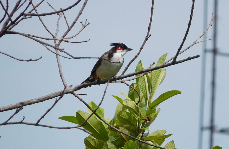animal wildlife, plant, clear sky, no people, bird, branch, outdoors, one animal, day, leaf, animals in the wild, low angle view, nature, vertebrate, tree