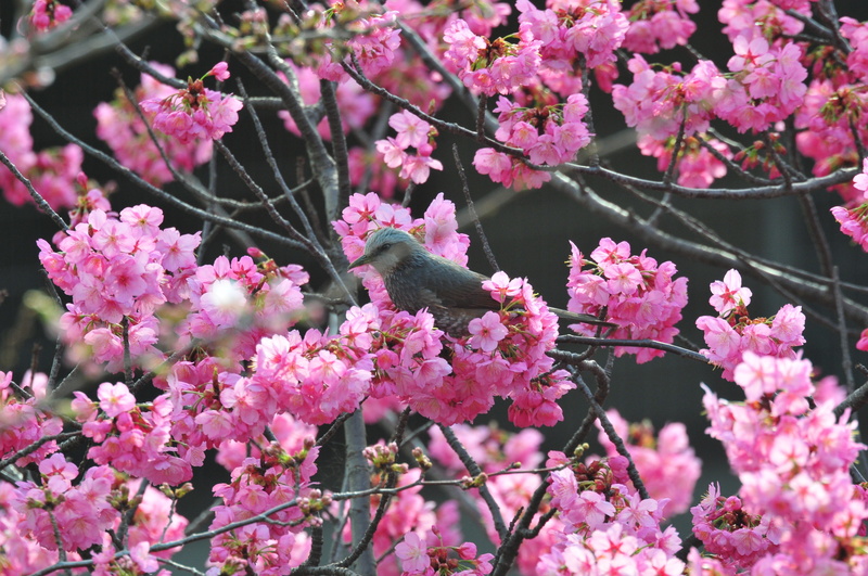 growth, spring, tree, springtime, cherry, no people, blossom, cherry tree, bird, low angle view, branch, pink color, animal, flowering plant, cherry blossom
