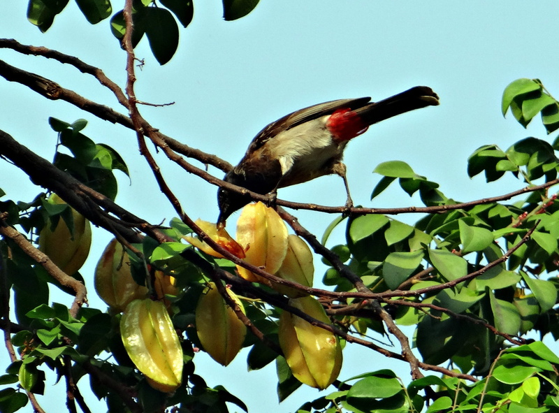 day, nature, plant part, 2K, no people, pycnonotus cafer, india, vertebrate, perching, leaf, one animal, bird, pecking starfruit, low angle view, animal