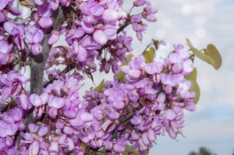 outdoors, lilac, cherry tree, blooming, flora, close-up, 5K, beauty in nature, fragility, plant, focus on foreground, day, vulnerability, petal, inflorescence