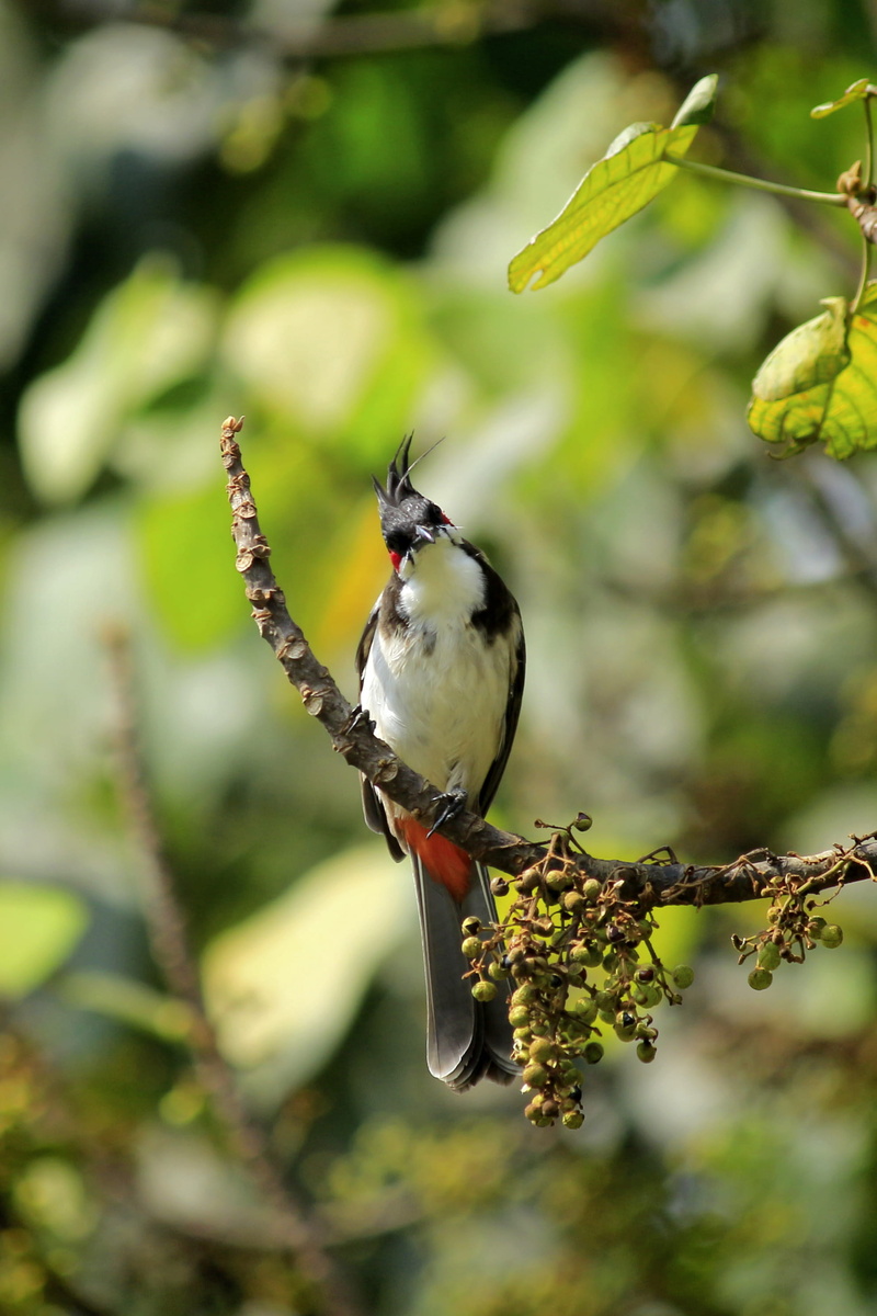 outdoor, vertebrate, animals in the wild, asia, no people, green, whiskered, 2K, nature, bulbul, beauty in nature, natural, growth, wing, close-up, outdoors